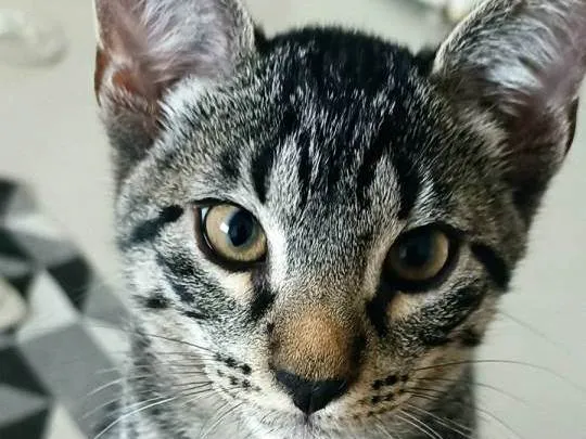 Gato ra a SRD-ViraLata idade 2 a 6 meses nome Dart