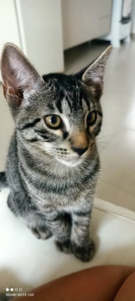 Gato ra a SRD-ViraLata idade 2 a 6 meses nome Dart