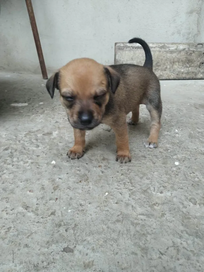 Cachorro raça SRD-ViraLata idade Abaixo de 2 meses nome Não tem nome 