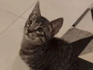 Gato raça SRD-ViraLata idade 2 a 6 meses nome Dart