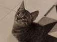 Dart