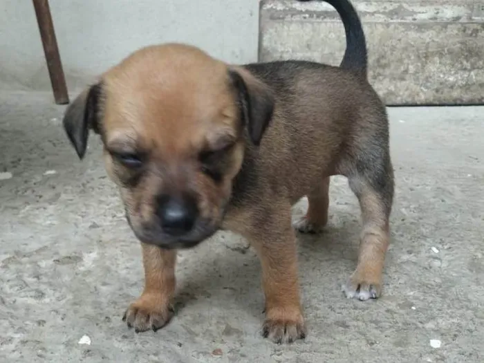 Cachorro raça SRD-ViraLata idade Abaixo de 2 meses nome Não tem nome 