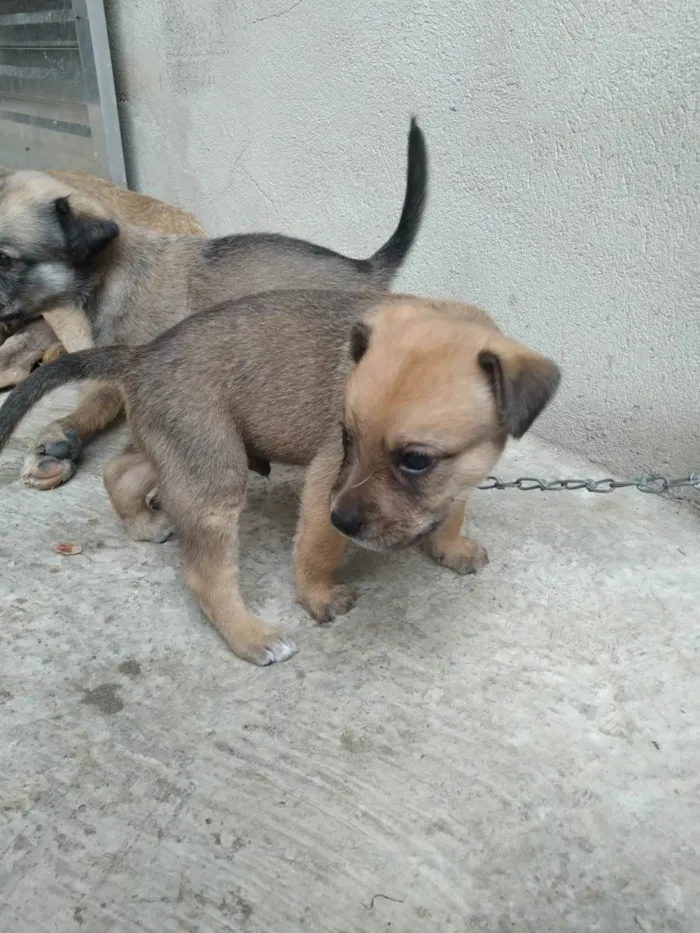 Cachorro raça SRD-ViraLata idade Abaixo de 2 meses nome Não tem nome 