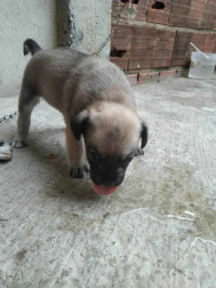 Cachorro raça SRD-ViraLata idade Abaixo de 2 meses nome Não tem nome 