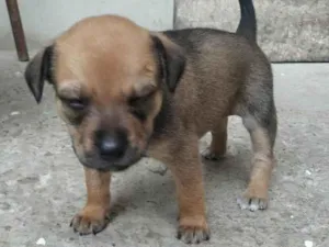 Cachorro raça SRD-ViraLata idade Abaixo de 2 meses nome Não tem nome 