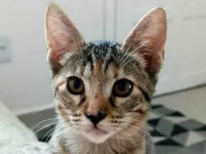 Gato raça SRD-ViraLata idade 2 a 6 meses nome Milla