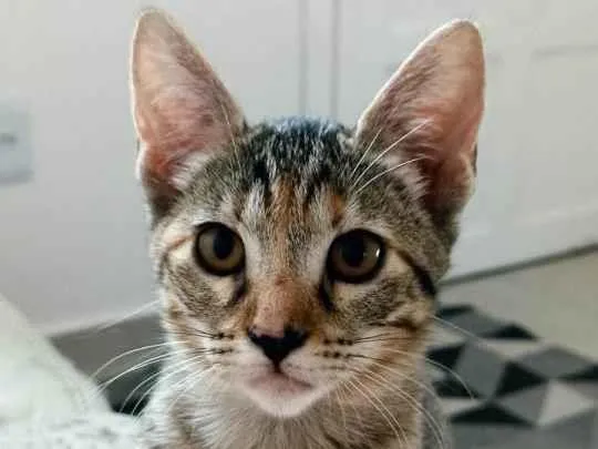 Gato ra a SRD-ViraLata idade 2 a 6 meses nome Milla