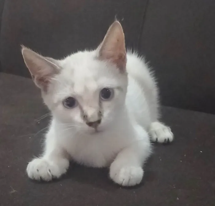 Gato raça SRD-ViraLata idade 2 a 6 meses nome Flor