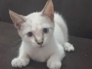Gato raça SRD-ViraLata idade 2 a 6 meses nome Flor