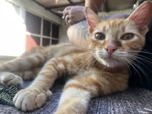 Gato raça nao sei idade 2 a 6 meses nome GRATIFICA - Simba