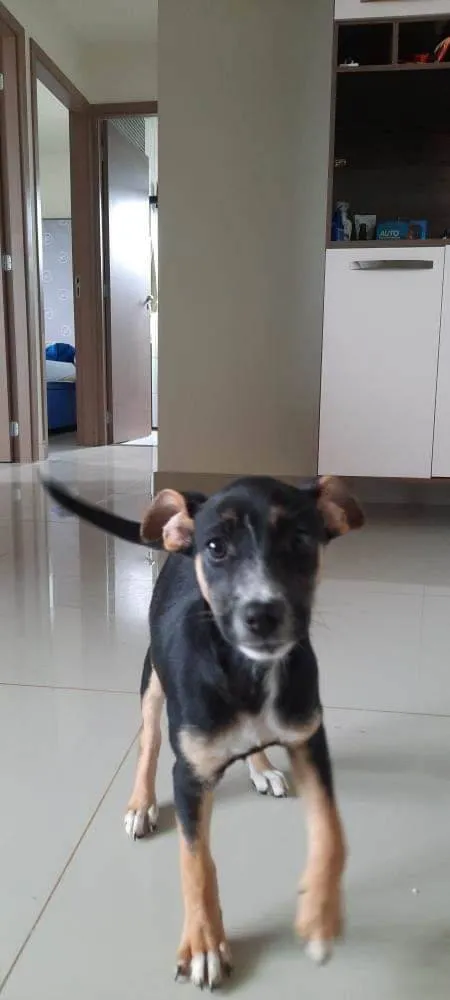 Cachorro ra a SRD-ViraLata idade 2 a 6 meses nome Maggie