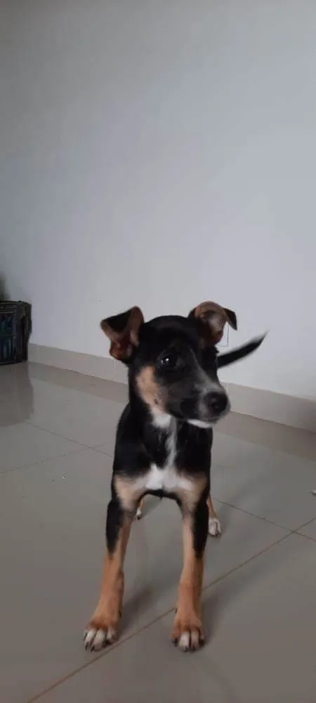 Cachorro ra a SRD-ViraLata idade 2 a 6 meses nome Maggie