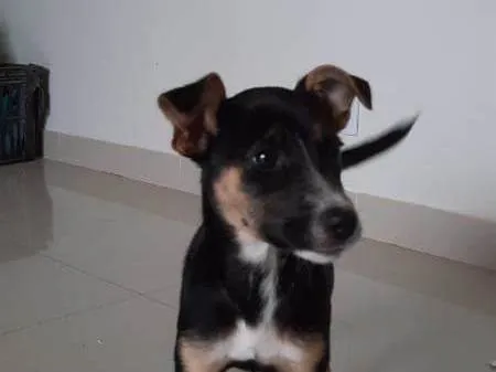 Cachorro ra a SRD-ViraLata idade 2 a 6 meses nome Maggie