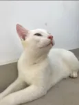 Apollo