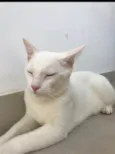 Apollo