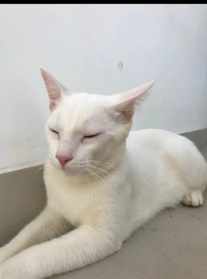 Gato ra a Srd idade 2 anos nome Apollo