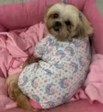 Pepita