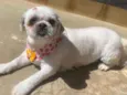Pepita