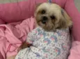 Pepita