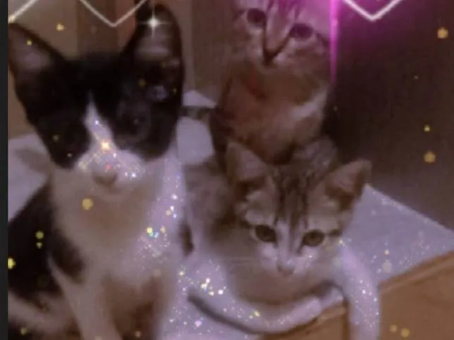 Gato ra a Não tenho idade 2 a 6 meses nome Escolha Meu Nome ??