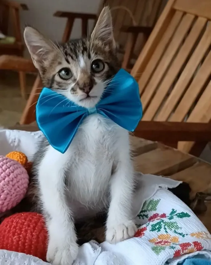 Gato ra a SRD-ViraLata idade 2 a 6 meses nome Felix