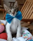 Felix