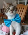 Felix