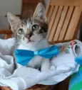 Felix