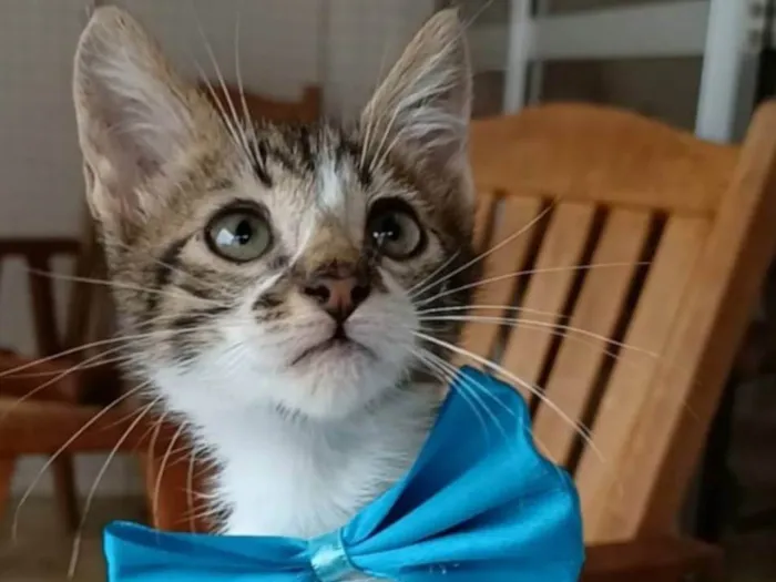 Gato ra a SRD-ViraLata idade 2 a 6 meses nome Felix