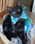 Abel
