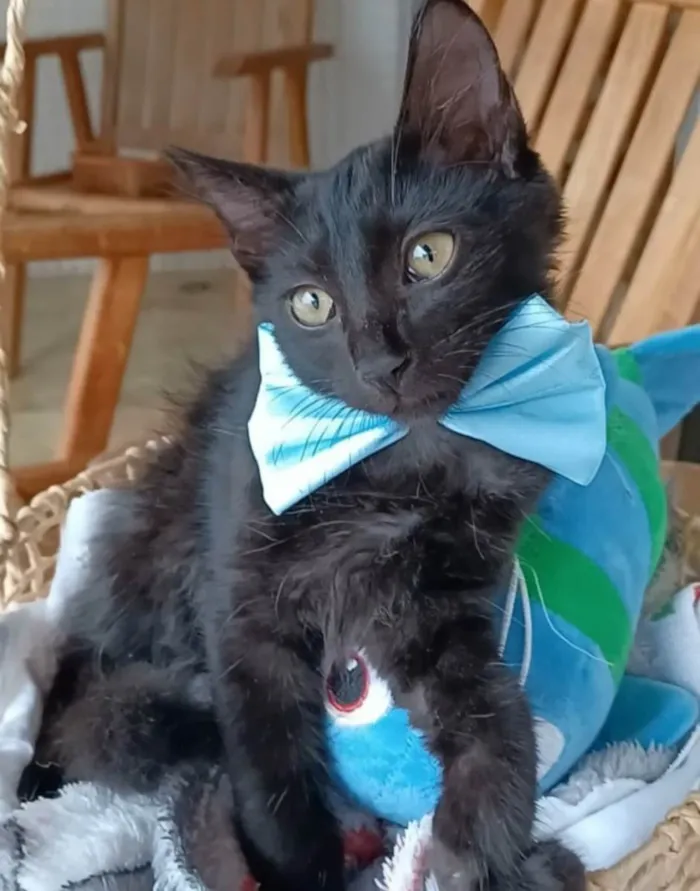 Gato ra a SRD-ViraLata idade 2 a 6 meses nome Abel
