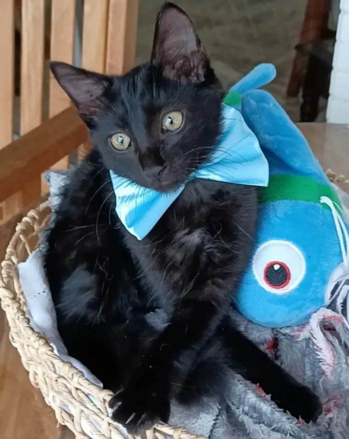 Gato ra a SRD-ViraLata idade 2 a 6 meses nome Abel