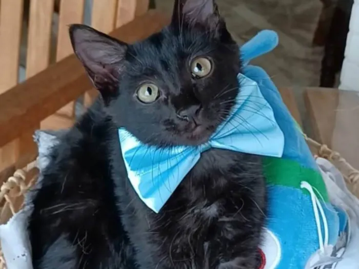 Gato ra a SRD-ViraLata idade 2 a 6 meses nome Abel