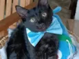 Abel