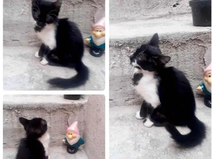 Gato ra a SRD-ViraLata idade 2 a 6 meses nome S/ nome