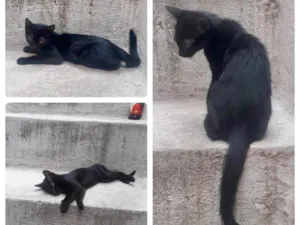 Gato raça SRD-ViraLata idade 2 a 6 meses nome S/ nome