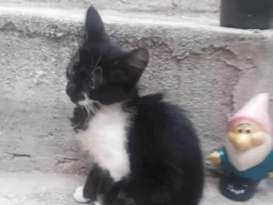 Gato raça SRD-ViraLata idade 2 a 6 meses nome S/ nome