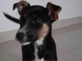 Cachorro ra a SRD-ViraLata idade 2 a 6 meses nome Maggie
