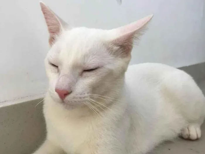 Gato ra a Srd idade 2 anos nome Apollo