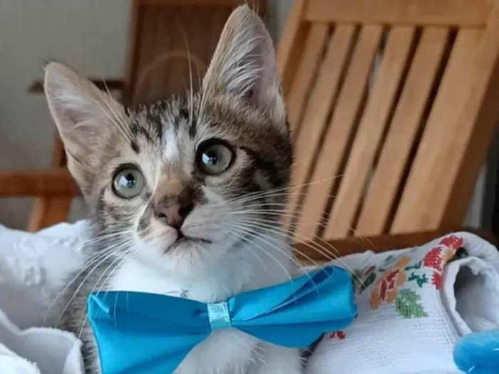 Gato ra a SRD-ViraLata idade 2 a 6 meses nome Felix