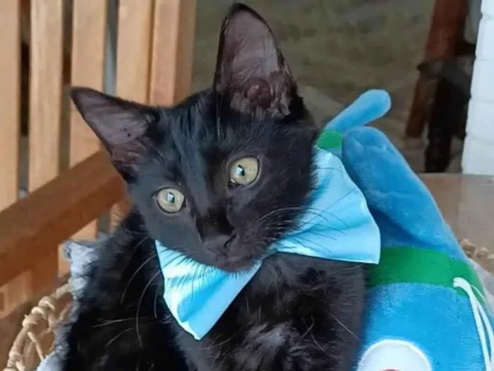 Gato ra a SRD-ViraLata idade 2 a 6 meses nome Abel
