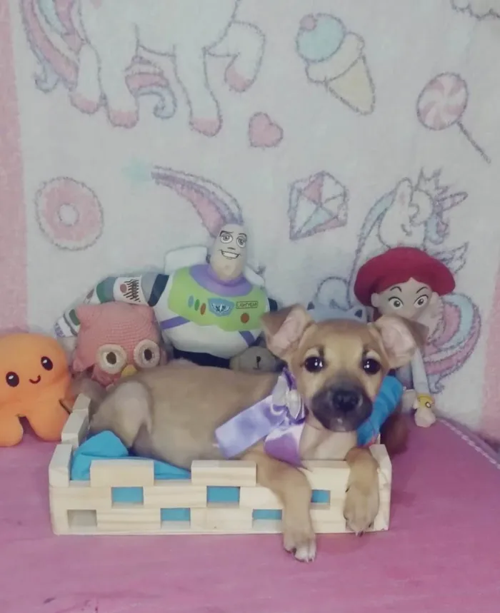 Cachorro ra a SRD-ViraLata idade 2 a 6 meses nome Luna
