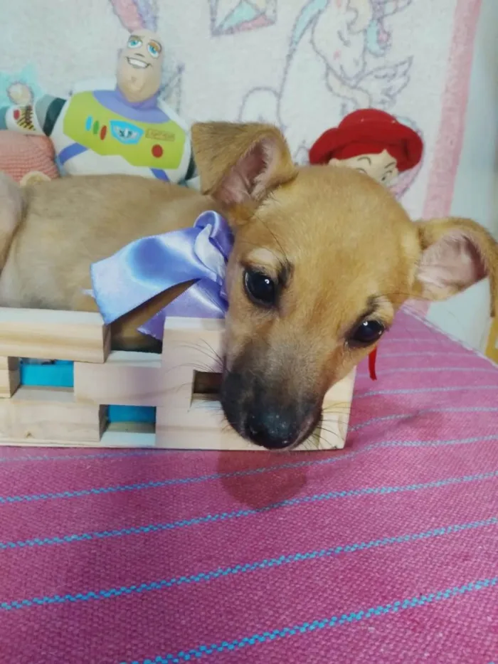 Cachorro ra a SRD-ViraLata idade 2 a 6 meses nome Luna