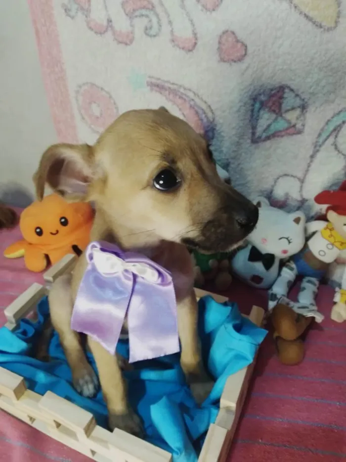 Cachorro ra a SRD-ViraLata idade 2 a 6 meses nome Luna
