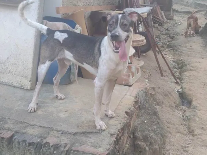 Cachorro ra a SRD-ViraLata idade 2 anos nome Mike