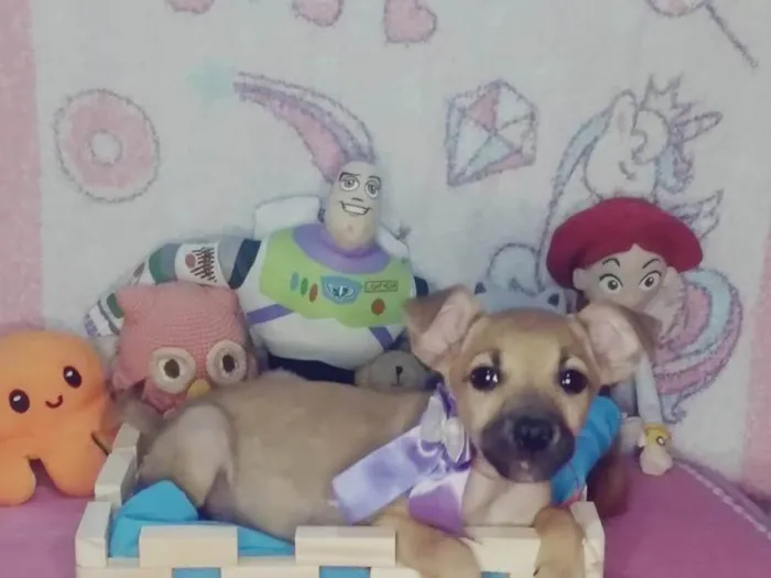 Cachorro ra a SRD-ViraLata idade 2 a 6 meses nome Luna