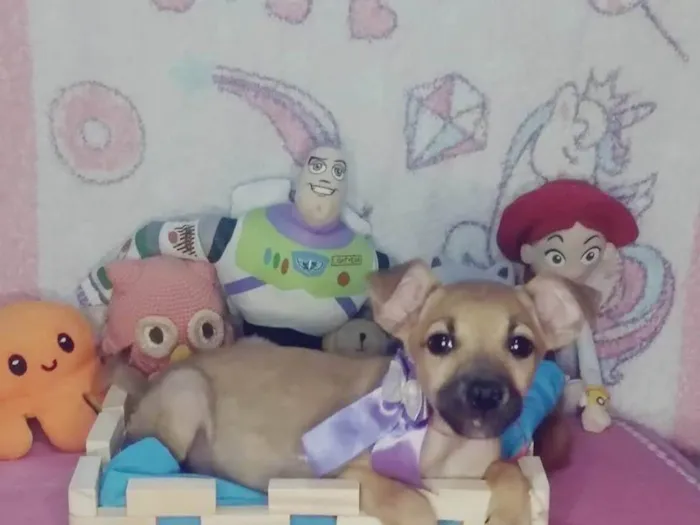 Cachorro ra a SRD-ViraLata idade 2 a 6 meses nome Luna