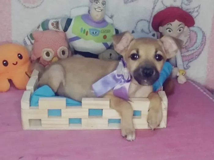 Cachorro ra a SRD-ViraLata idade 2 a 6 meses nome Luna