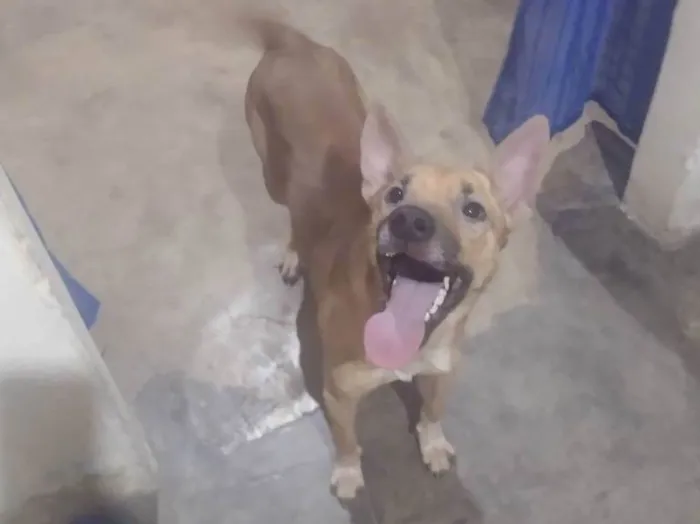 Cachorro ra a SRD-ViraLata idade 2 anos nome Mero