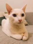 Apollo